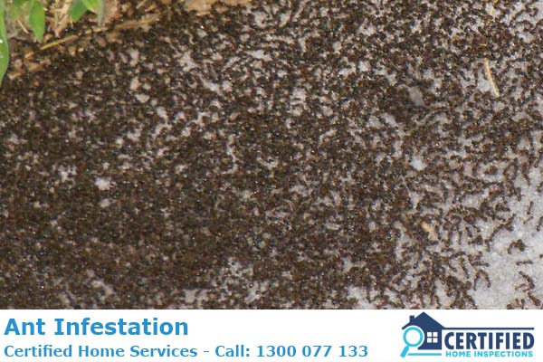 Dealing With An Ant Infestation Ecologically