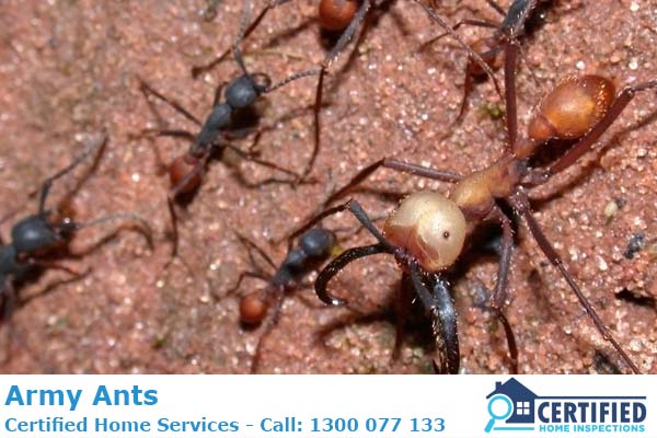 How To Get Rid Of Army Ants