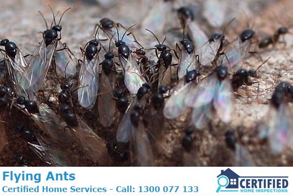 How To Get Rid Of Flying Ants