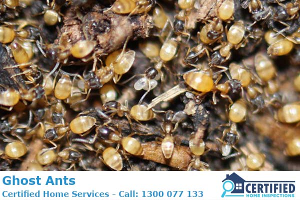 How To Get Rid Of Ghost Ants