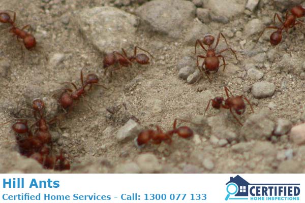 How To Get Rid Of Harvester Ants