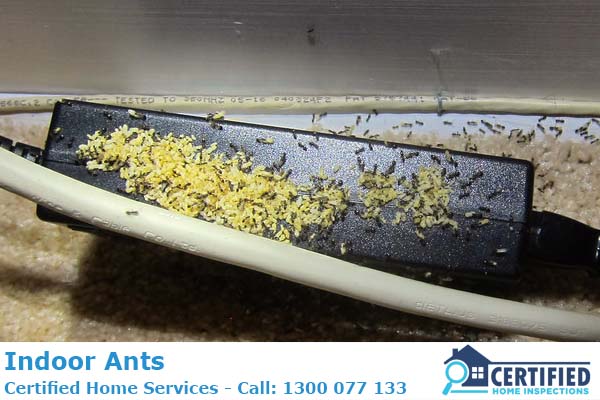 How To Get Rid Of Ants Inside The House