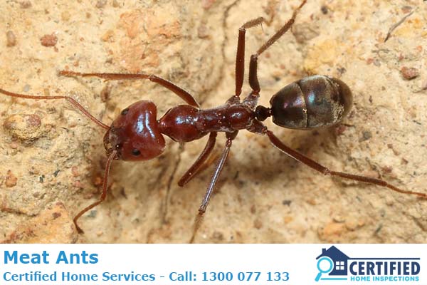 How To Get Rid Of Meat Ants