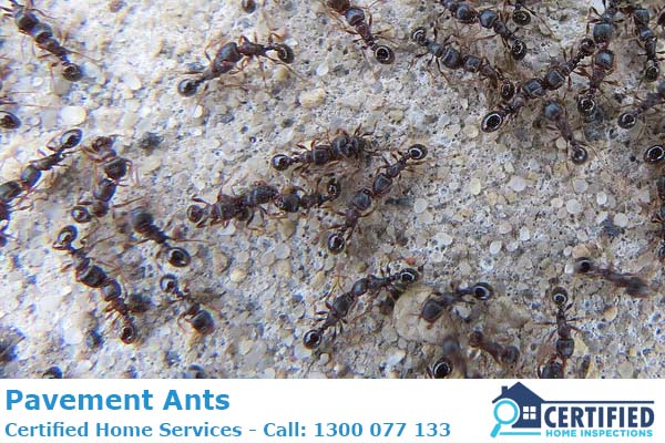 How To Get Rid Of Patio and Pavement Ants