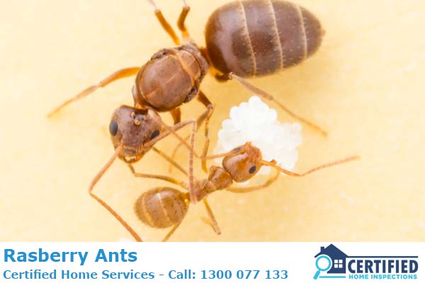 How To Kill Rasberry Tawny Crazy Ants