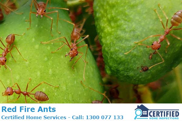 How To Eliminate Red Fire Ants