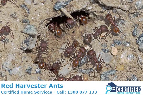 How To Get Rid Of Harvester Ants