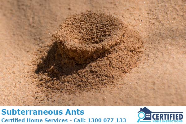 How To Eliminate Underground Ants