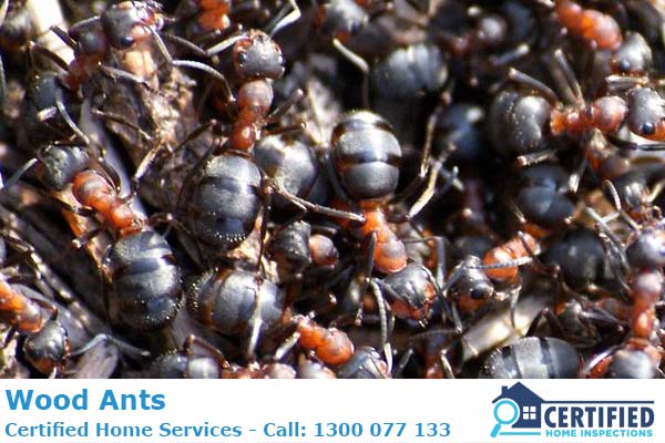 How To Eliminate Wood Ants